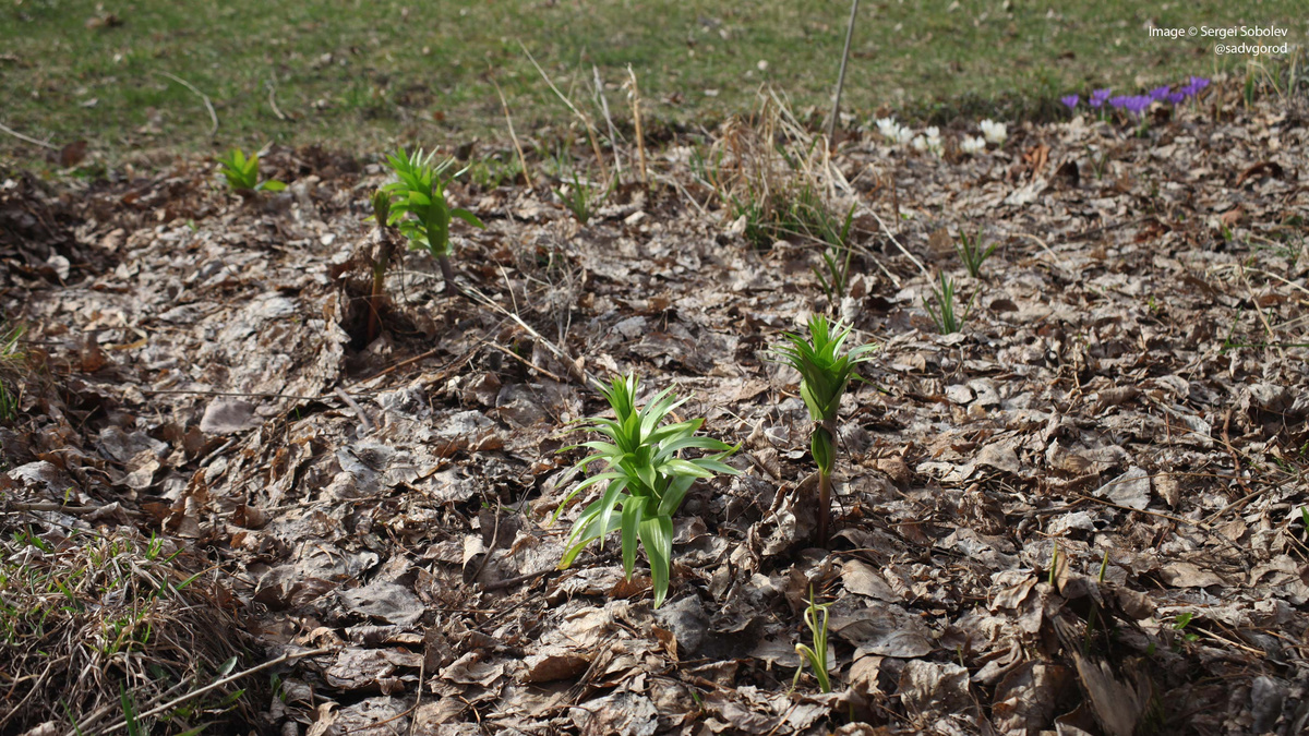 Рябчик императорские (Fritillaria imperalis). Бутонов пока не видно и неизвестно, собираются ли они цвести (не выкапались летом).