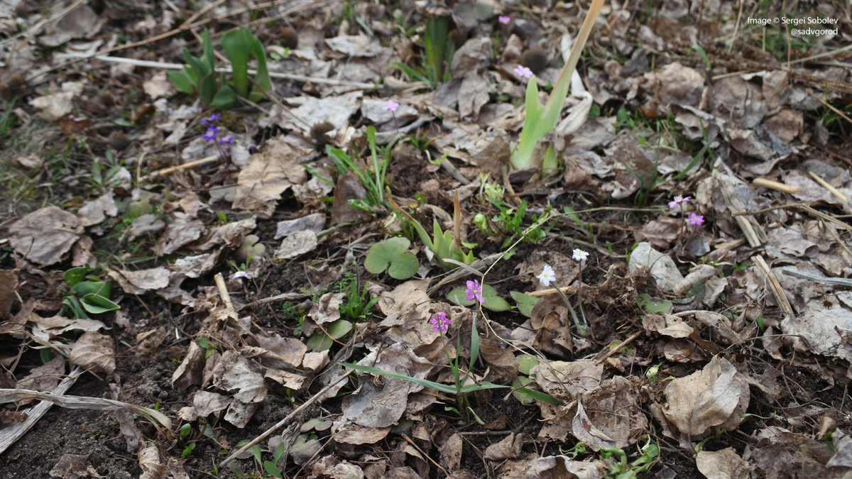 И цветки, и сами сеянцы пока малы, поэтому их видно довольно плохо на общих планах. 8 фото.