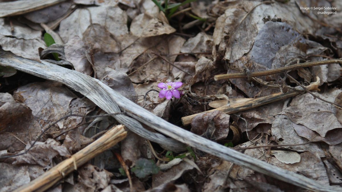 Из смеси получилось довольно много розовых.