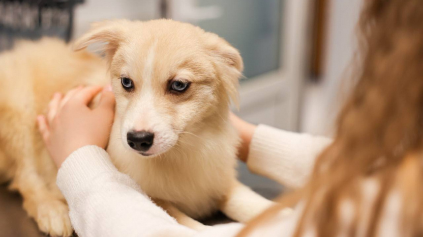    Фото: Telegram/Минсельхоз вещает/minselhozmo