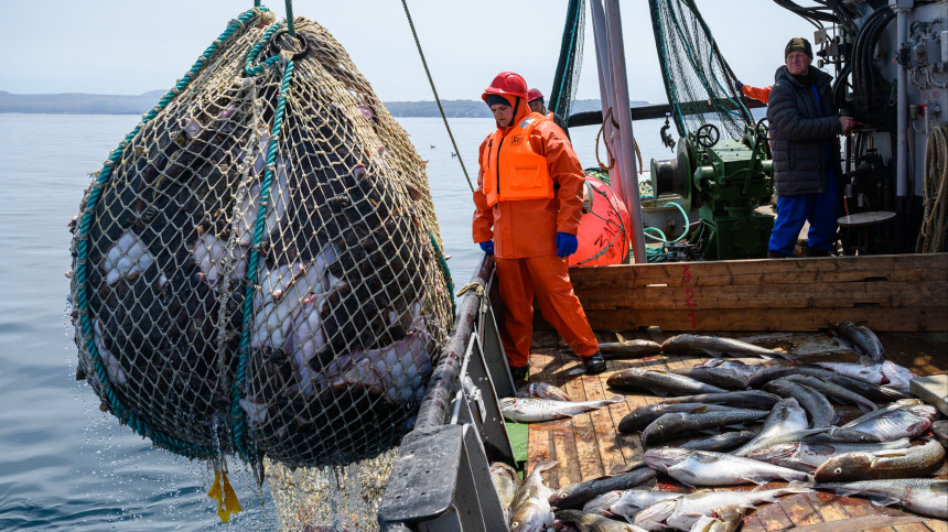    Фото: © РИА Новости/Сергей Красноухов; пресс-служба Федерального агентства по рыболовству; 5-tv.ru