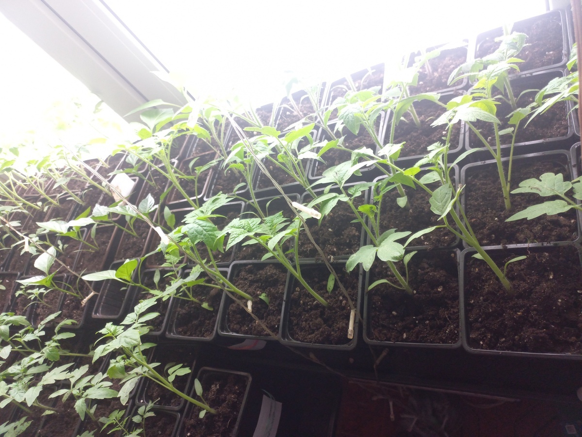 фото подписчика Сергей Смирнов