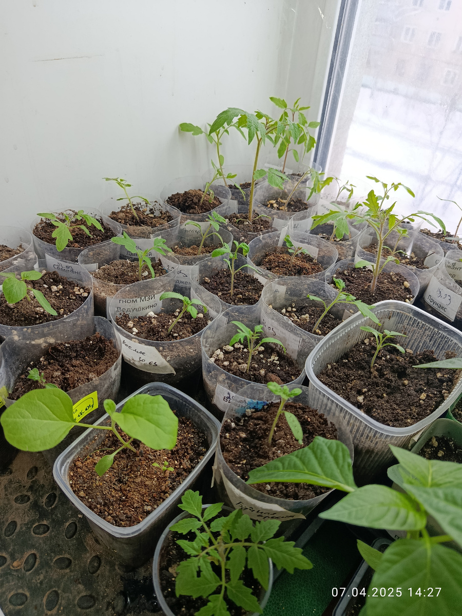 дата фото 7 апреля