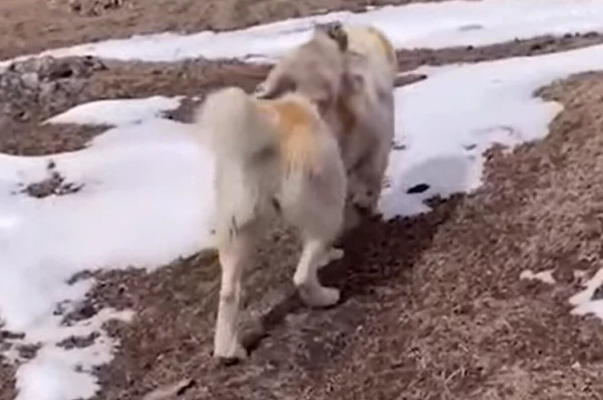    В Сети завирусилось видео с котом, который катается на спине алабая