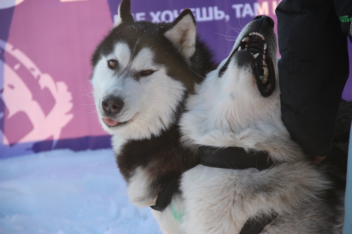 Волков вынашивали собаки.  Фото: Юлия Котышева