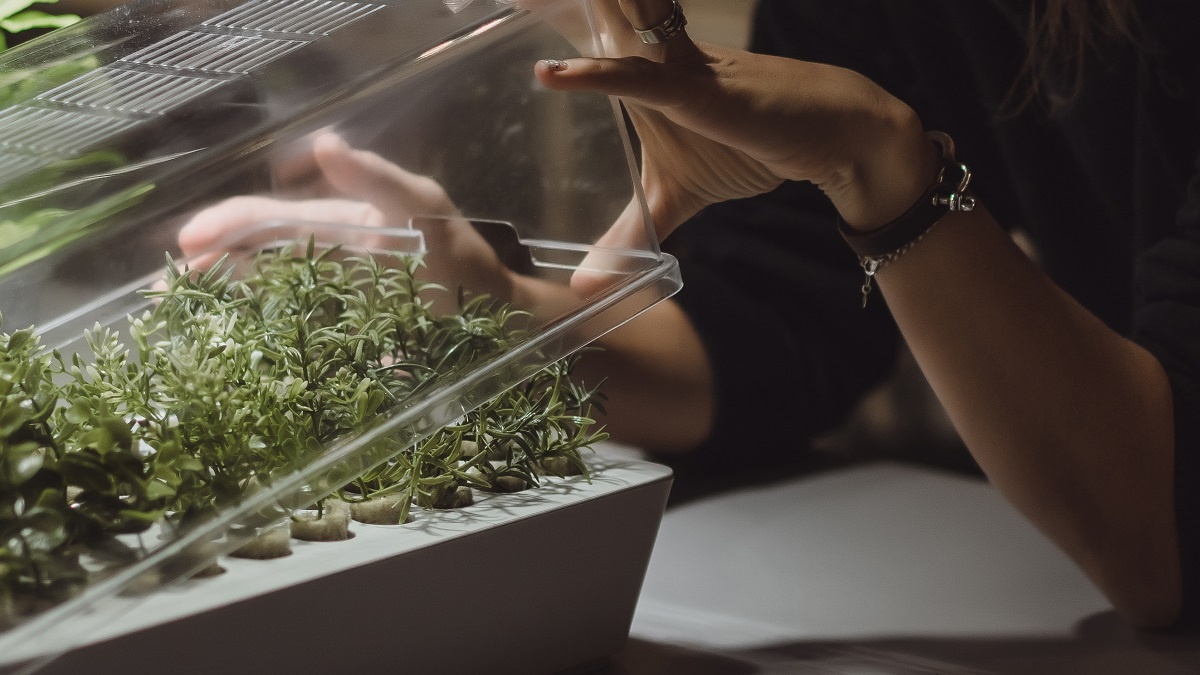    Опытные садоводы рассказали, нужно ли досвечивать рассаду. Фото: Freepik