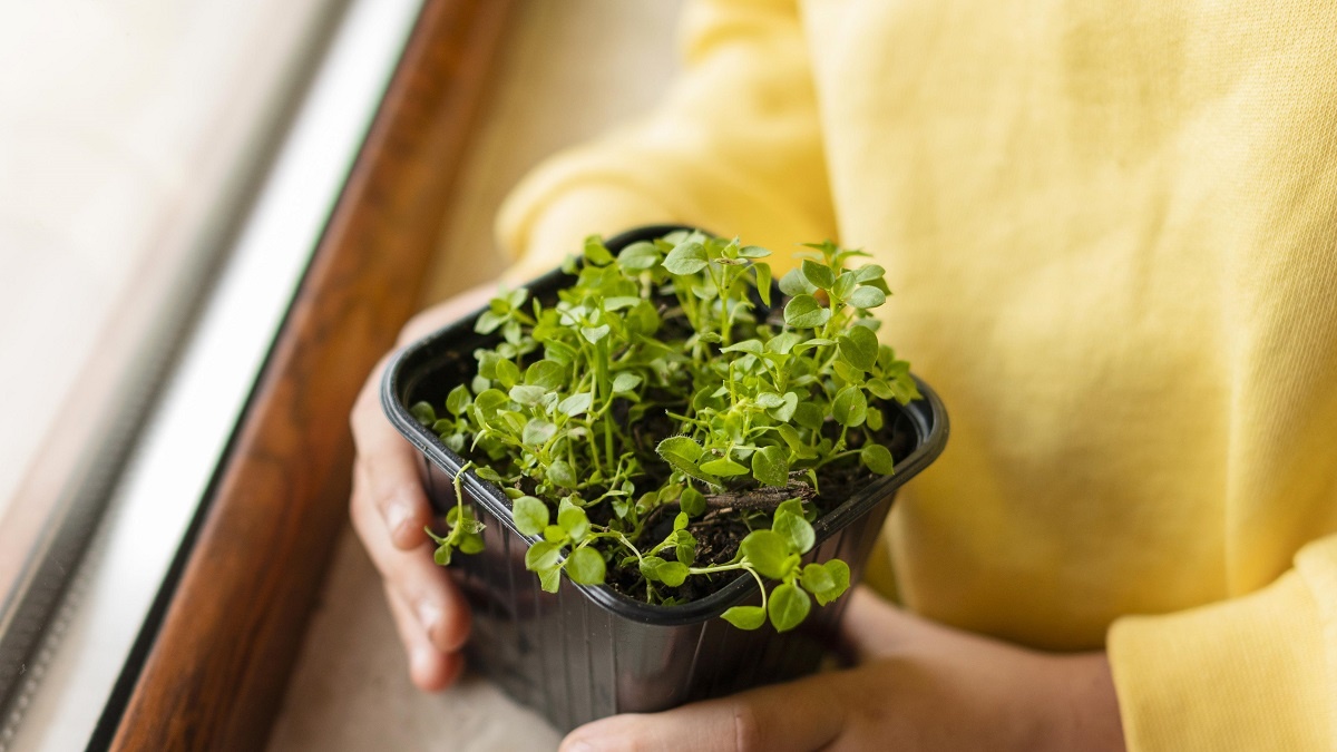    Досвечивать рассаду необходимо утром и вечером. Фото: Freeik