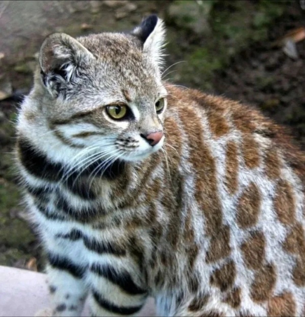 Чилийская кошка. Фото из интернета. 