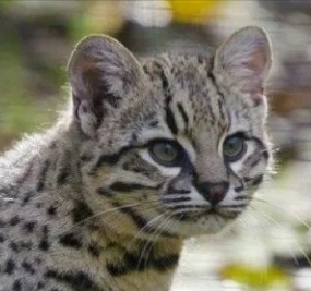 Чилийская кошка. Фото из интернета. 