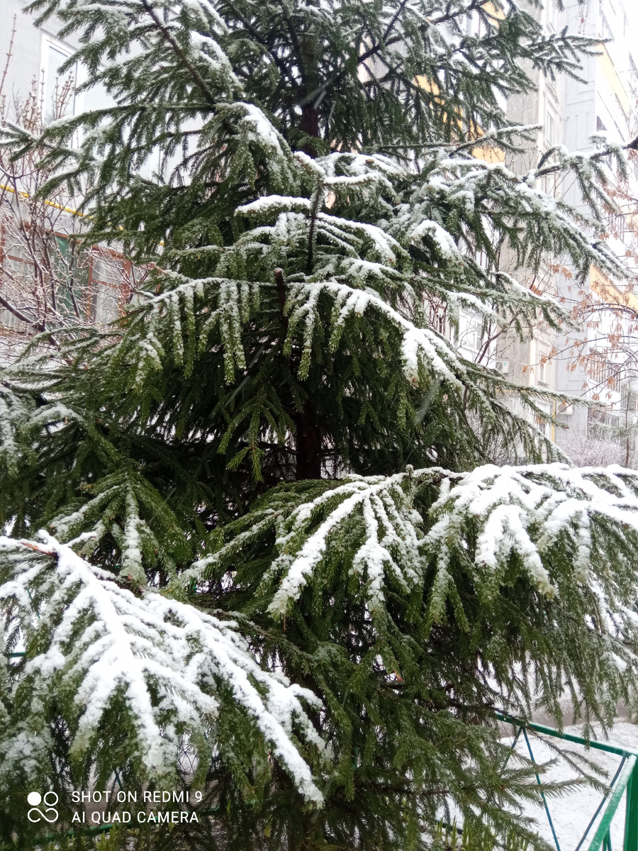Ель в снегу. Фото автора. 