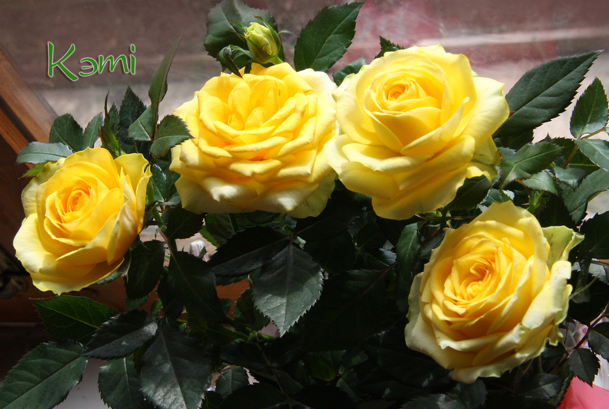 Моя новая розочка Кордана солнечного цвета. 7 апреля 2025 г.