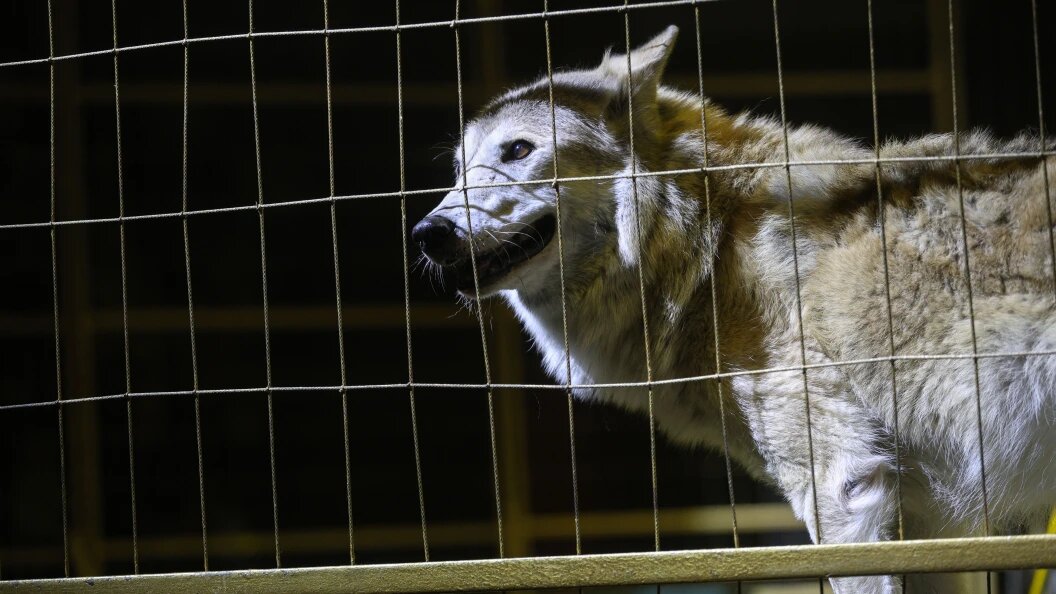    Фото: Andrey Titov/Business Online/Globallookpress