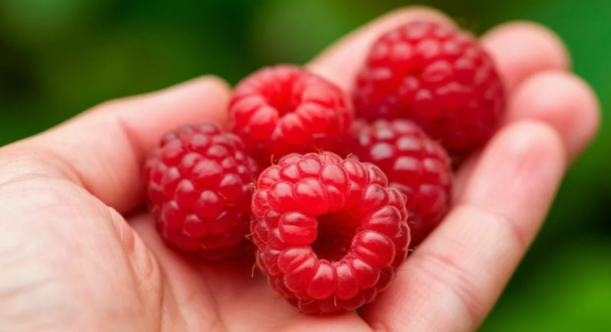 крупная и сочная ягода малины