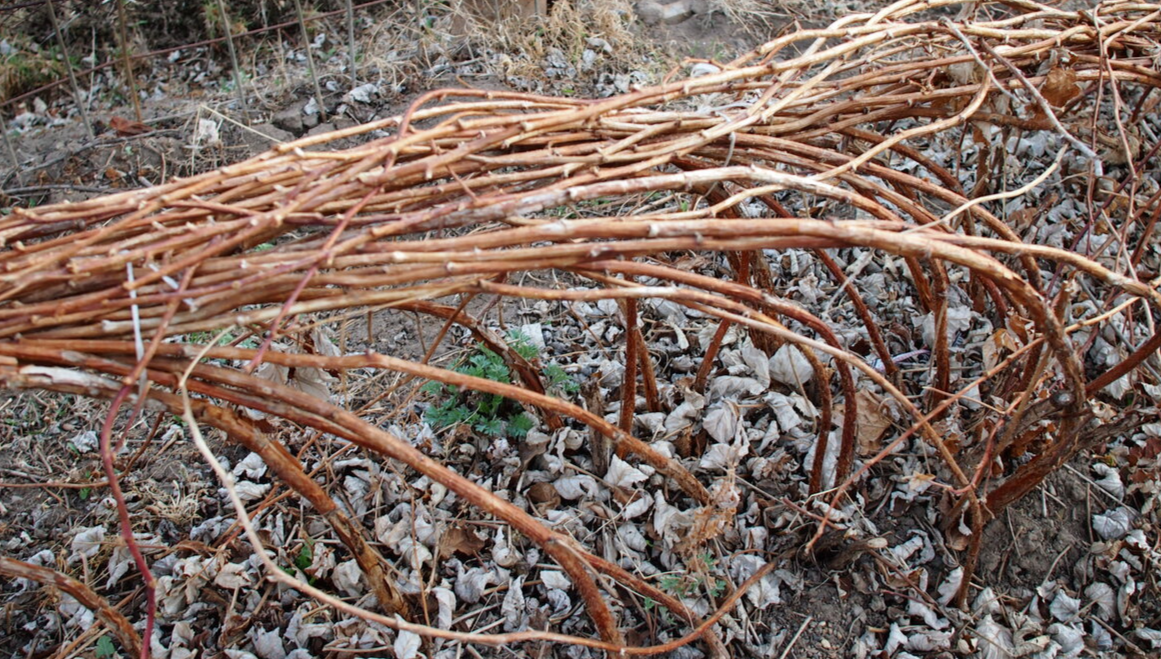 надо развязать кусты малины