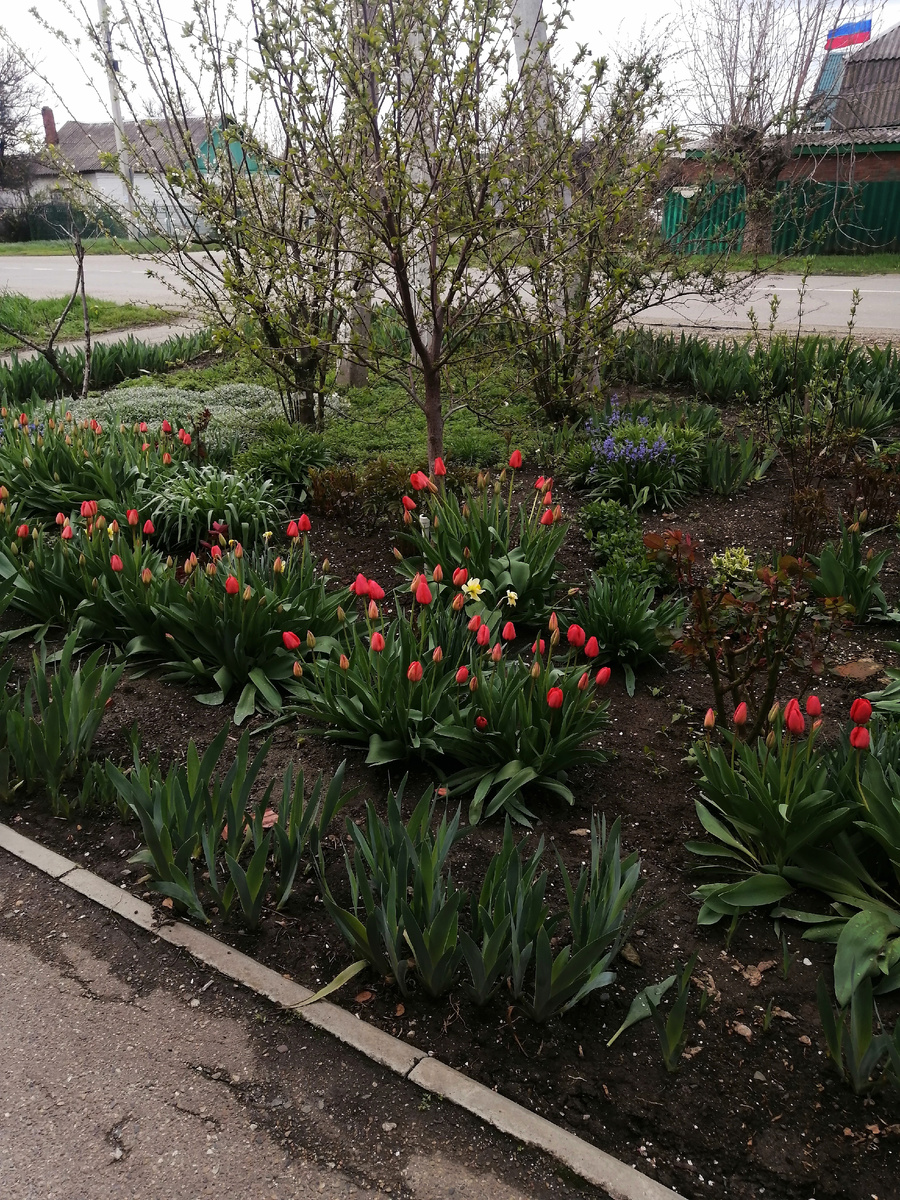Вот и у нас расцвели тюльпаны.