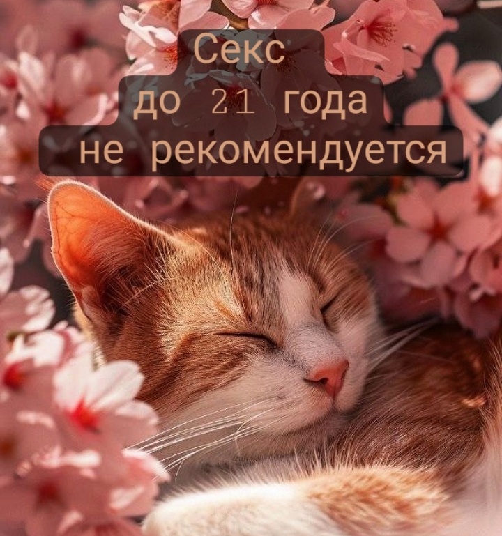 Котик до фото просто так