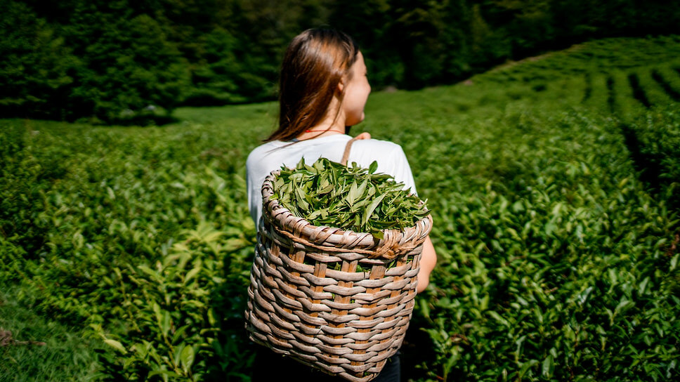 Фото: АО «Хоста-чай»