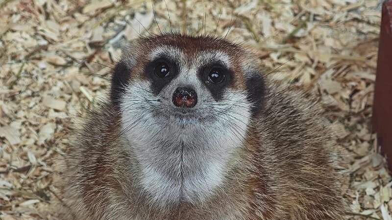     Сурикаты Барнаульский зоопарк