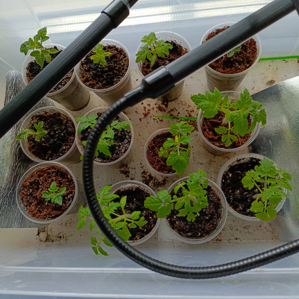 Сейчас, разница 7 дней