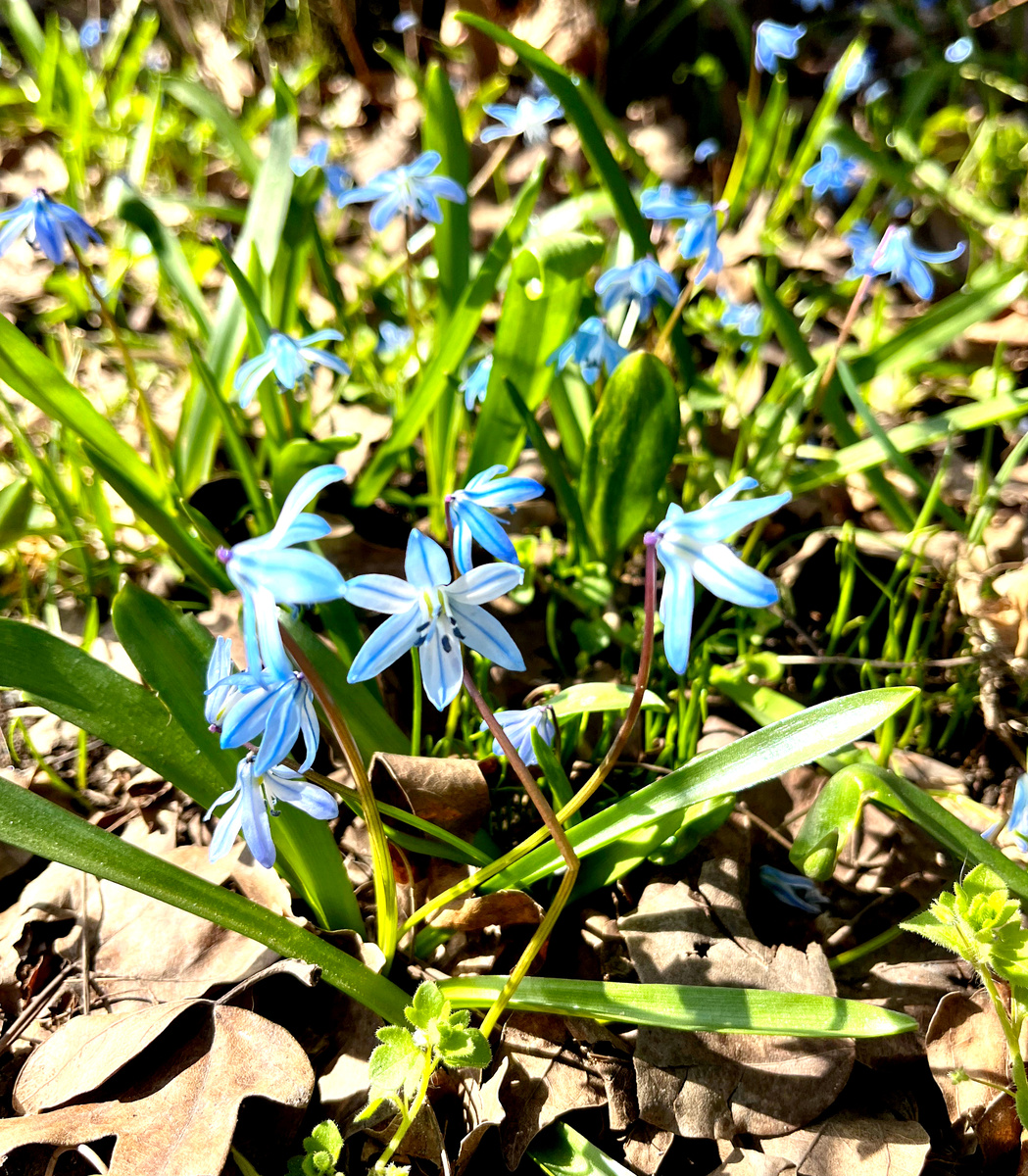 Весенние сциллы недалеко от места дуэли Лермонтова