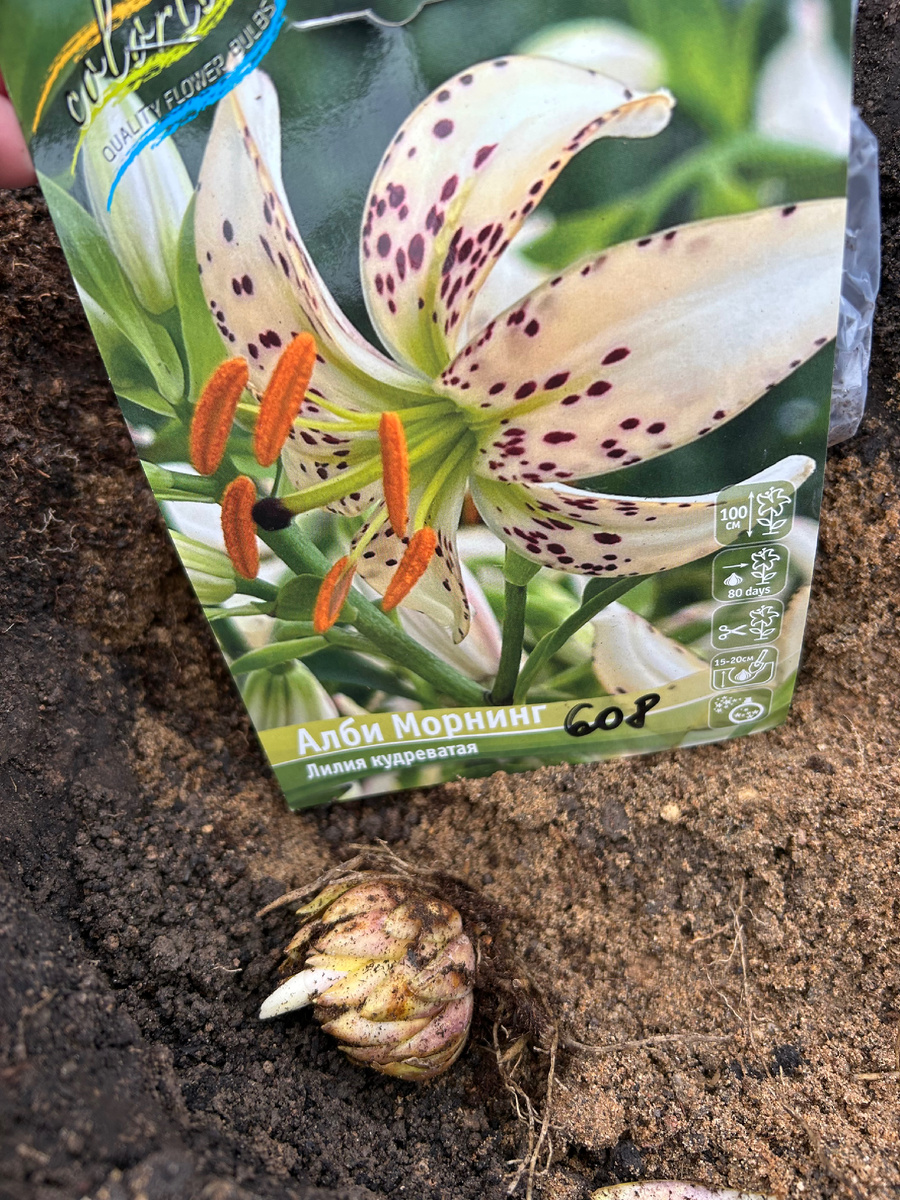 Моя прелесть 