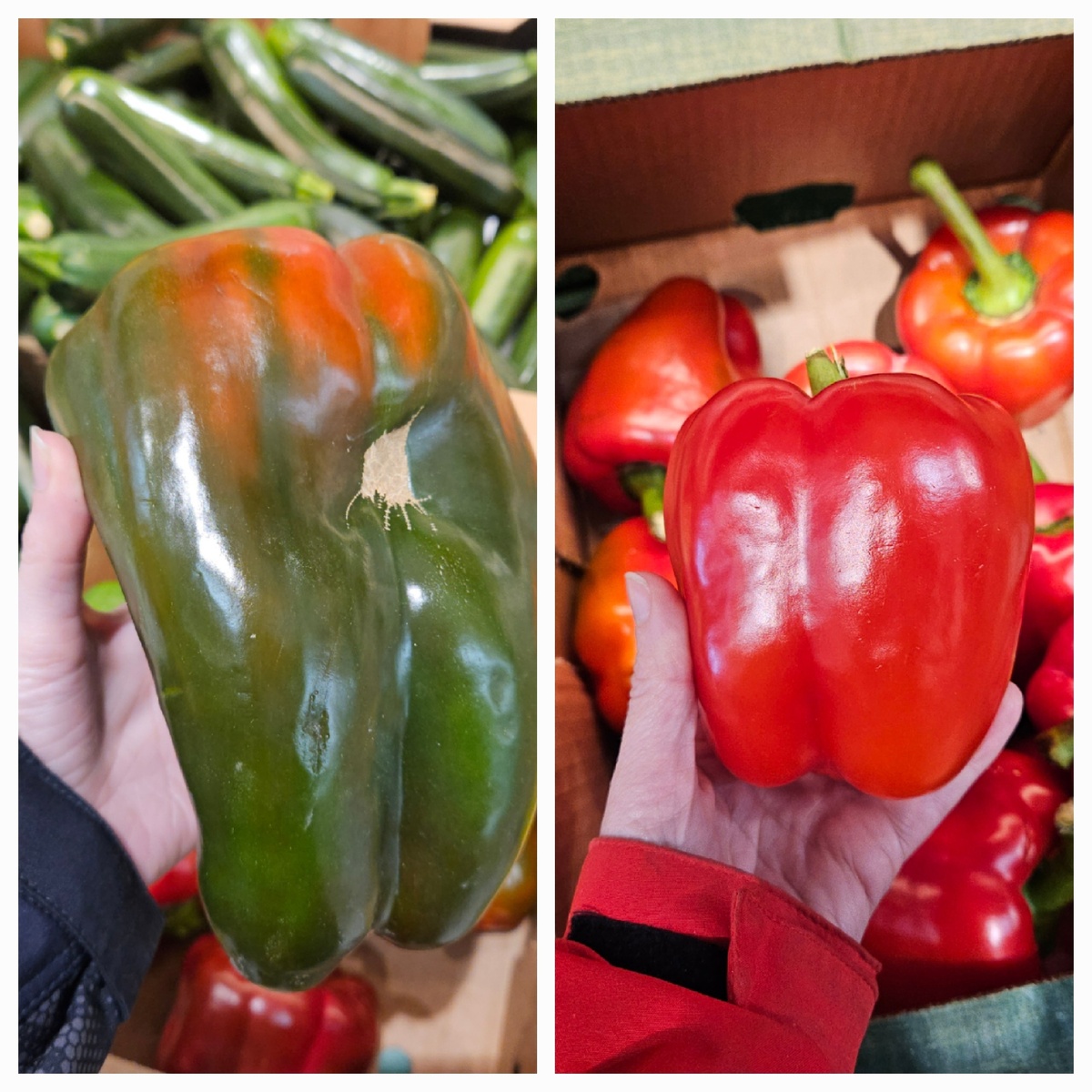 Болгарский перец. Италия — Чехия