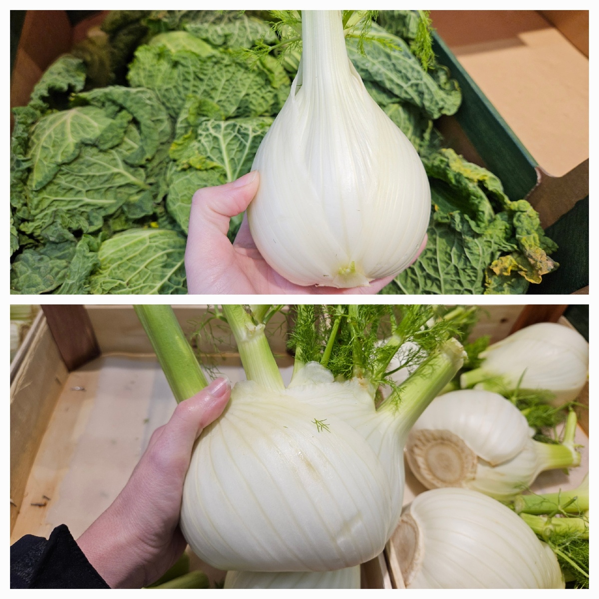 Фенхель. Болгарский перец. Италия — Чехия