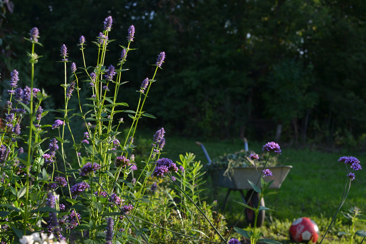 Лофант анисовый в моем саду