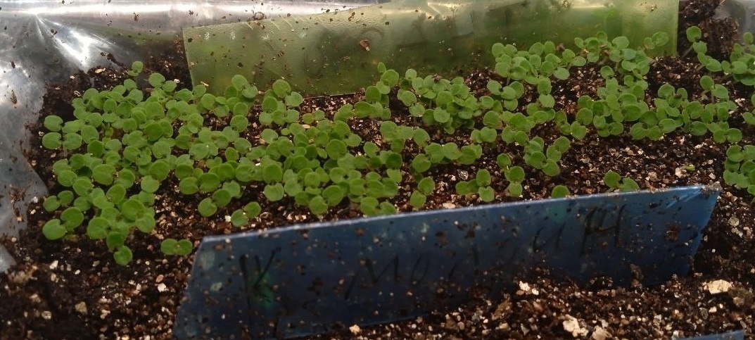 Всходы лофанта