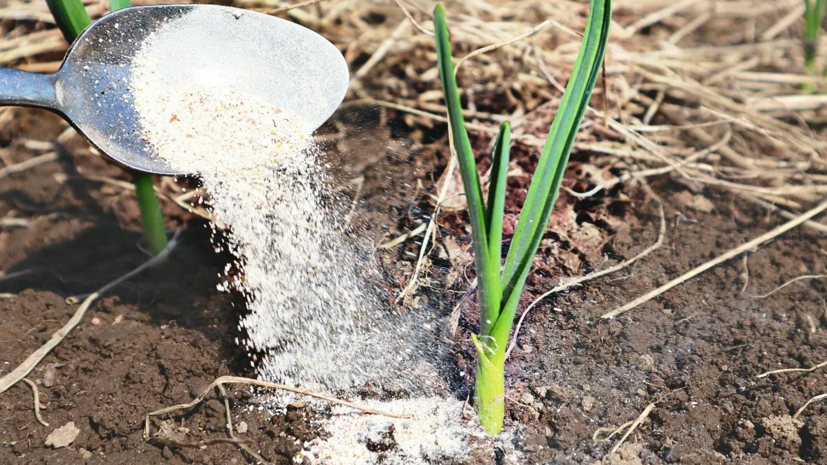 подкормка чеснока