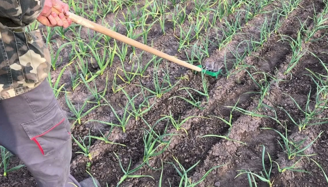 рыхление земли под чесноком