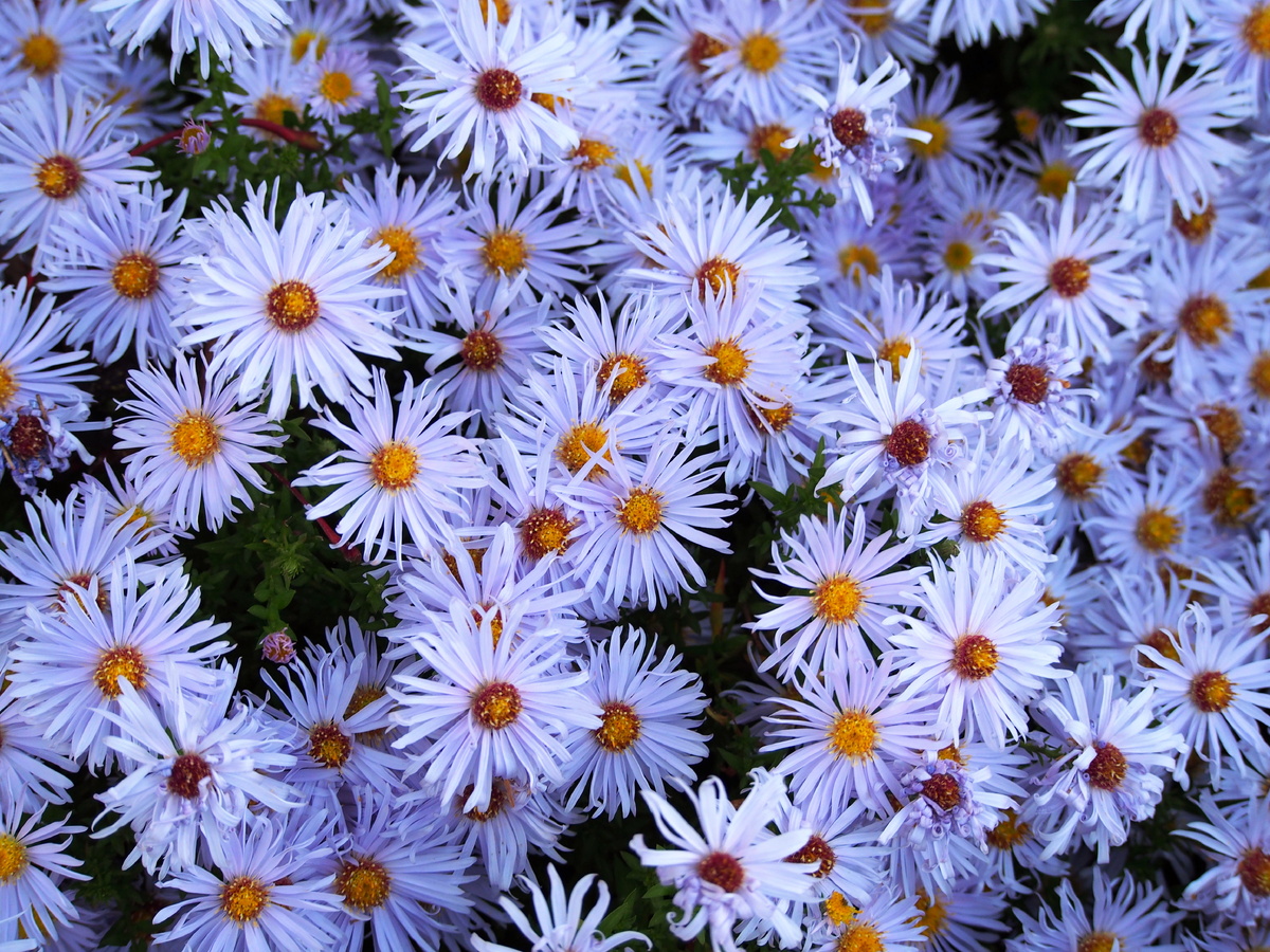 Aster 'Blaubox'. Фото: Agnieszka Kwiecień, Nova / Wikimedia Commons
