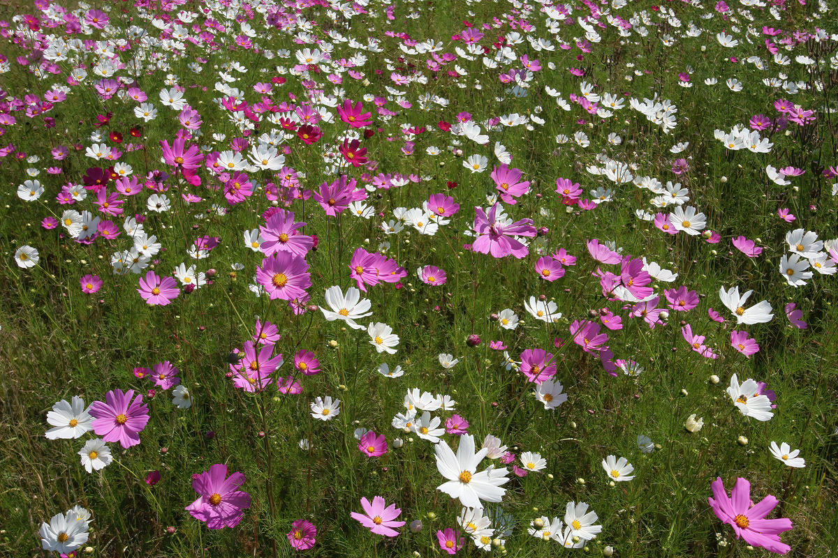 Cosmos bipinnatus. Фото: SAplants / Wikimedia Commons