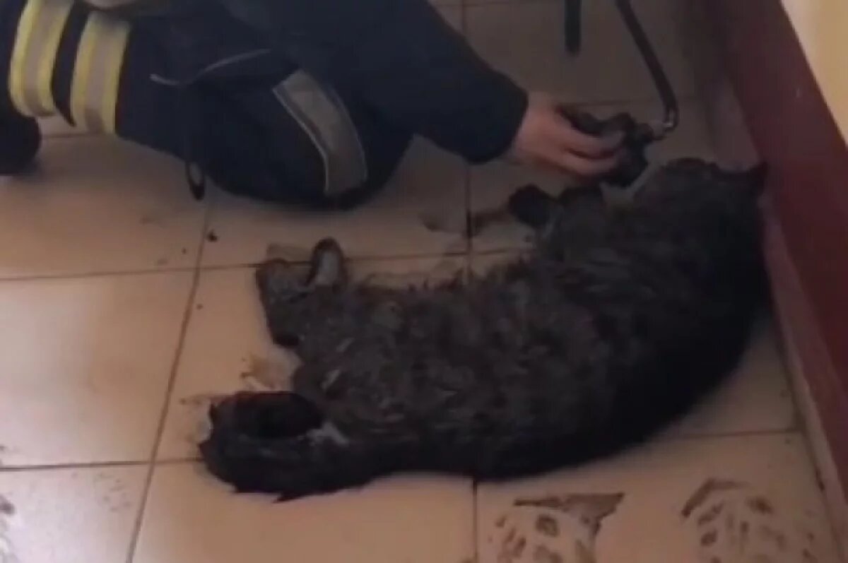    В Ростове при пожаре чуть не погиб кот по кличке Симба