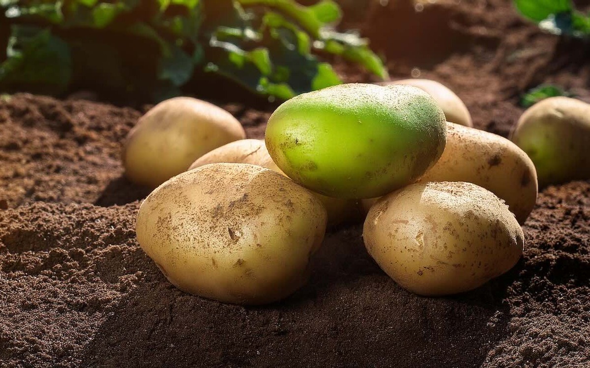 Не спешите выбрасывать позеленевший картофель: опытные огородники нашли ему применение / Фото: Pogovorim.by 