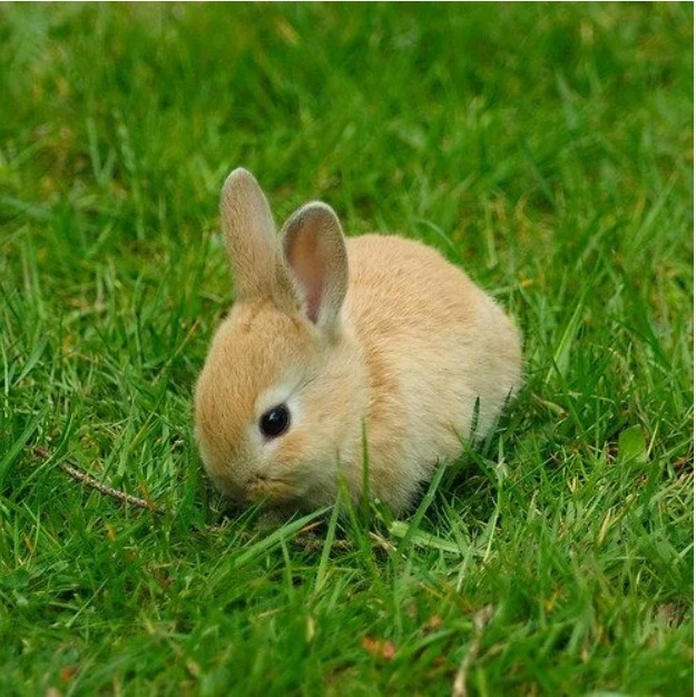 ушастик в травке