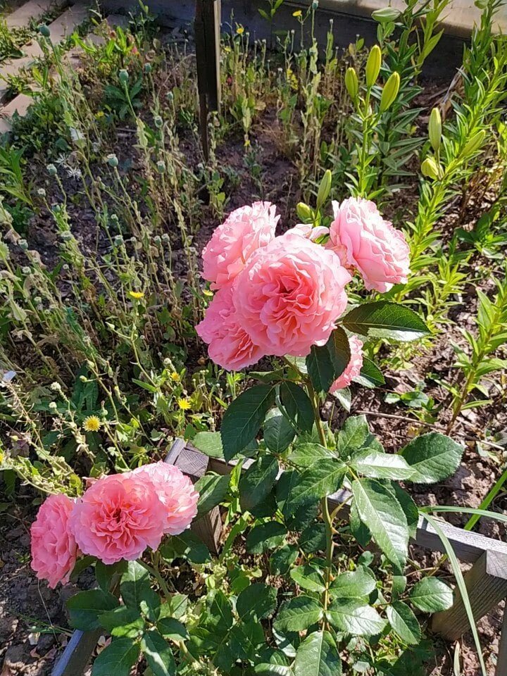 Красивая роза вместо кур.