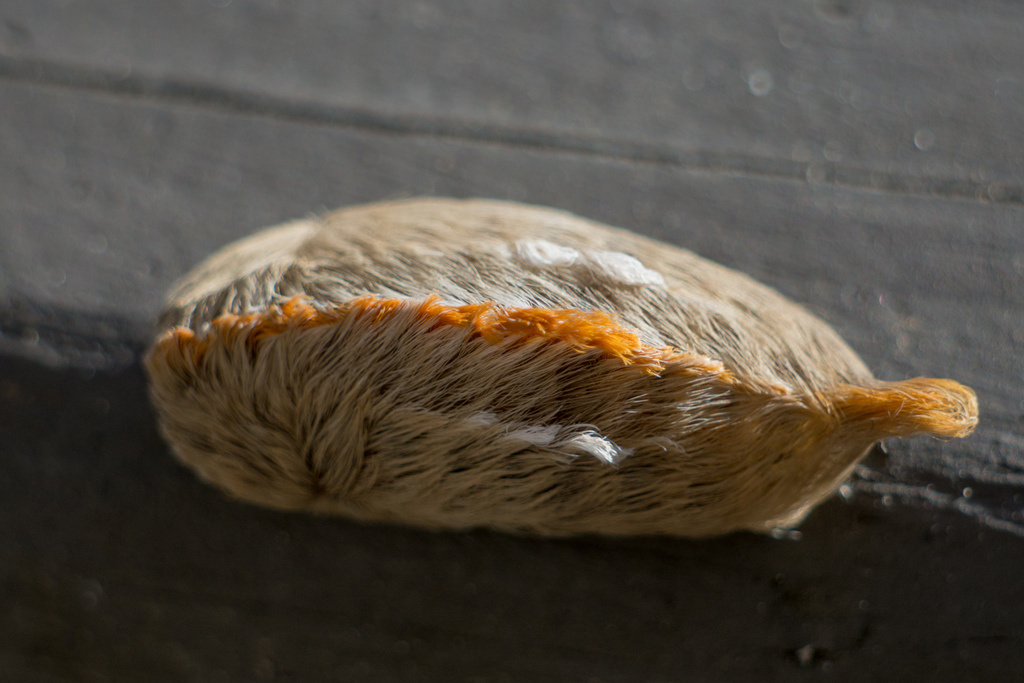 Corinne Fuchs – Megalopyge opercularis, 2020 г.