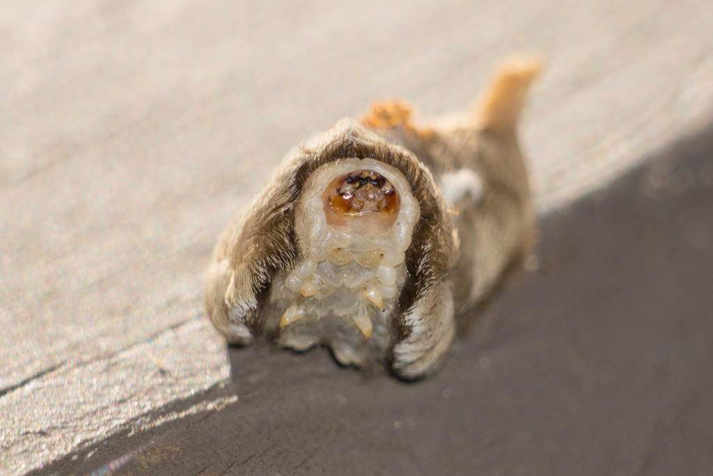 Corinne Fuchs – Megalopyge opercularis, 2020 г.