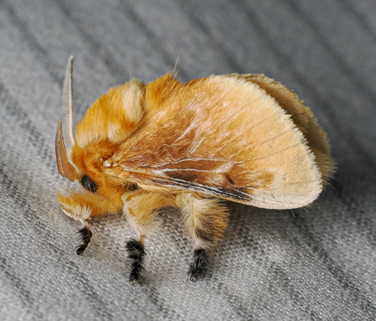 Bill Sheehan – Megalopyge opercularis, 2023 г.