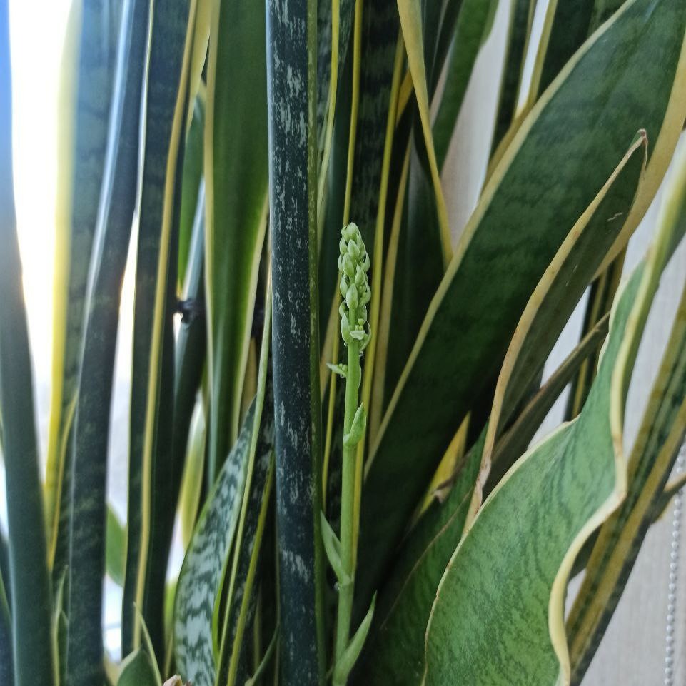 Цветение сансевиерии