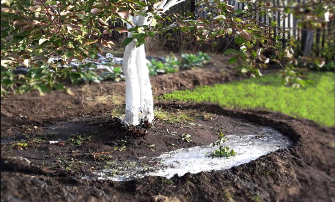 подкормка яблони весной