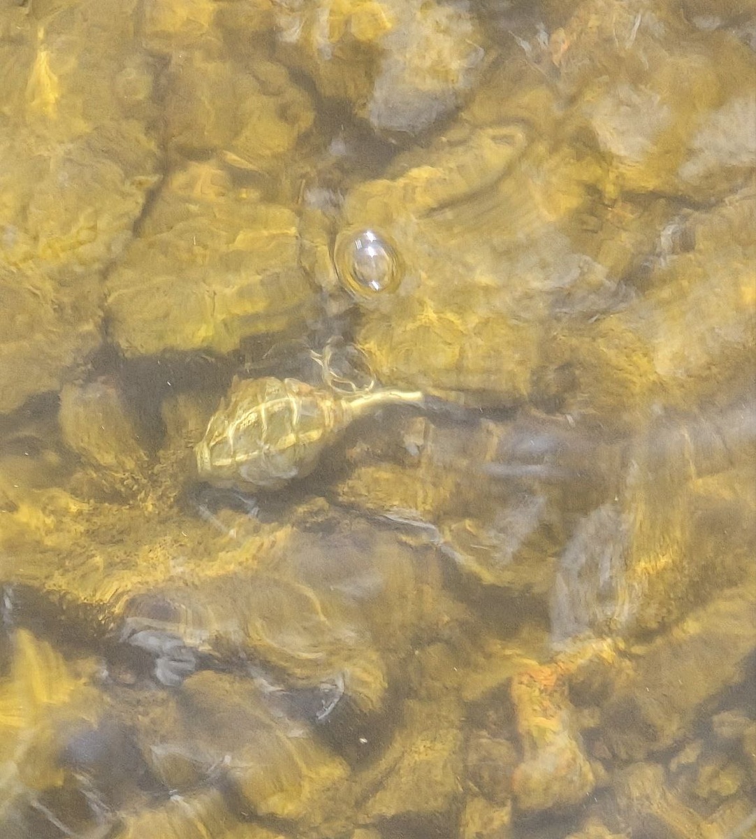 t.me/ Росгвардия Петербурга