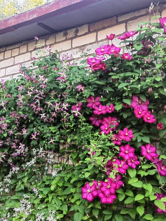 "Минут", жгучий и "Виль же Лион".