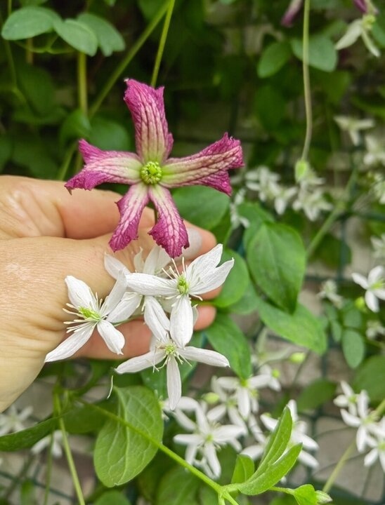 Минуэт и жгучий.