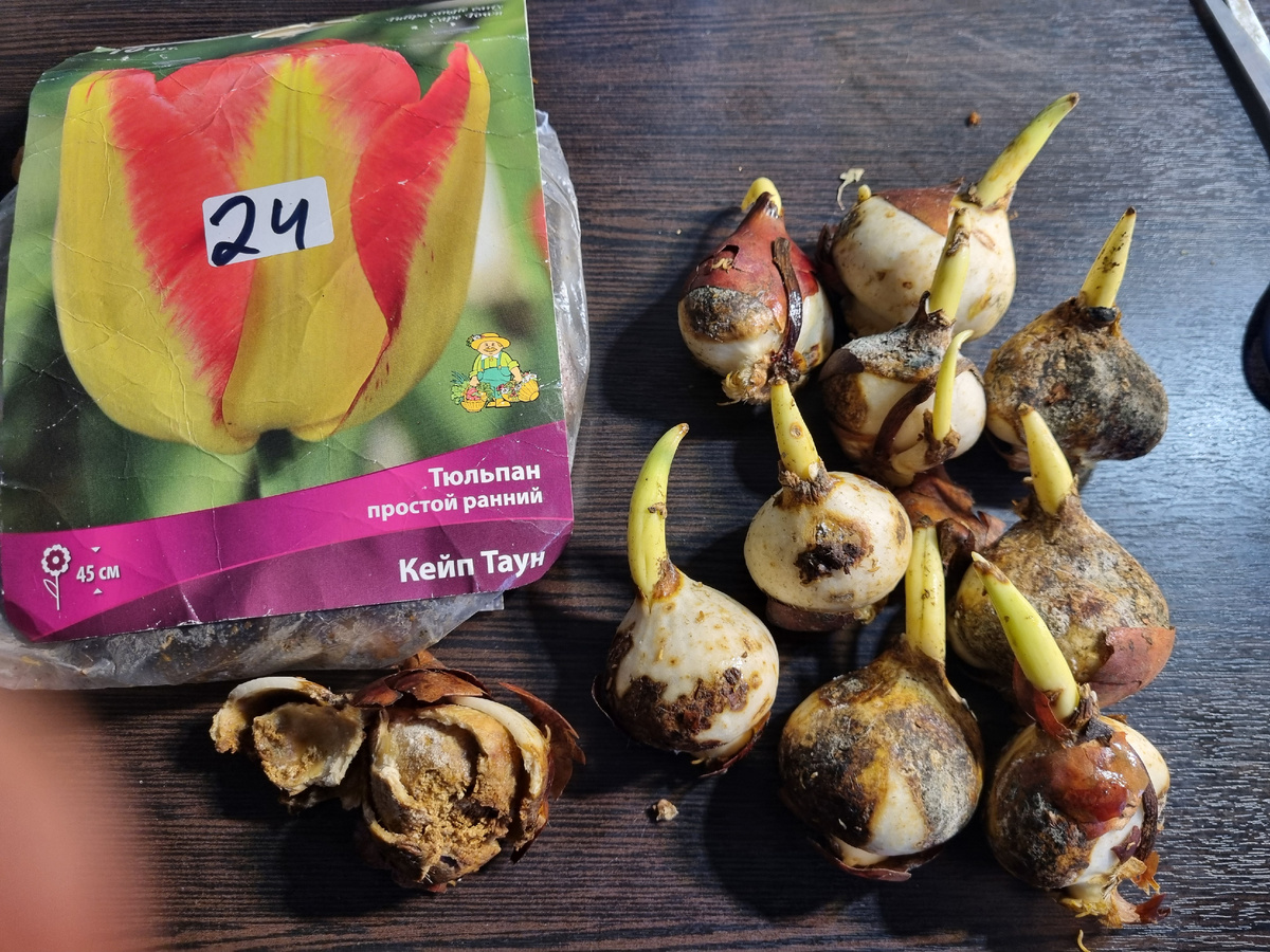 Тюльпаны, купленные на маркетплейсе. Фото: Зеленая леди сад, сеья и томатный сок
