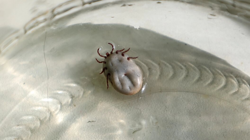    © Elena Mayorova/Globallookpress