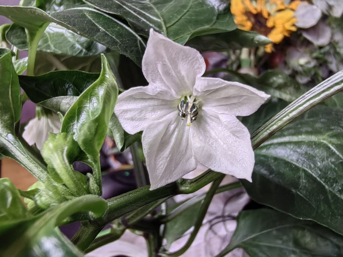 Каждый бутончик - это будущий плод.