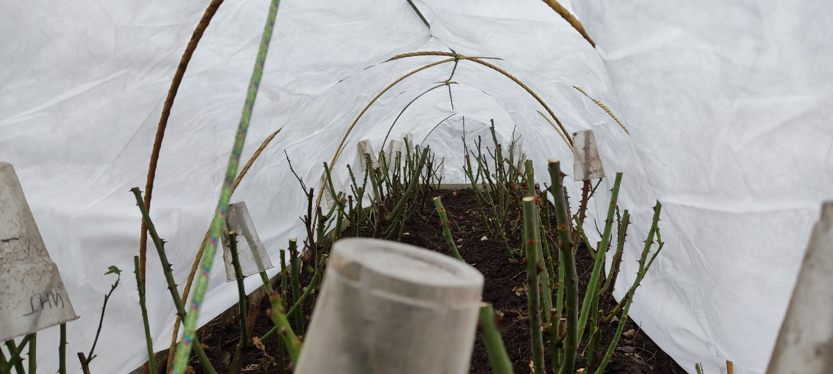 Снятие укрытия с роз - это не просто снятие слоя защиты от холода, но и важный этап подготовки растения к новым условиям