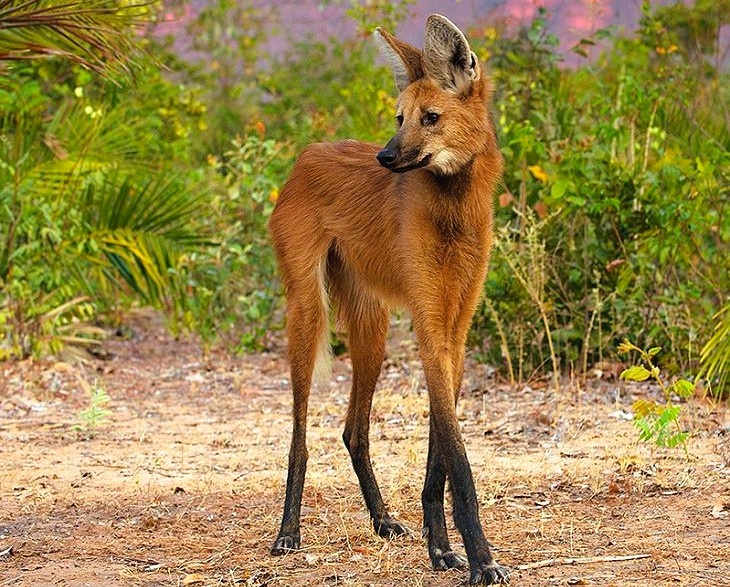 Гривистый волк